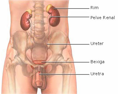 Sistema Urinário